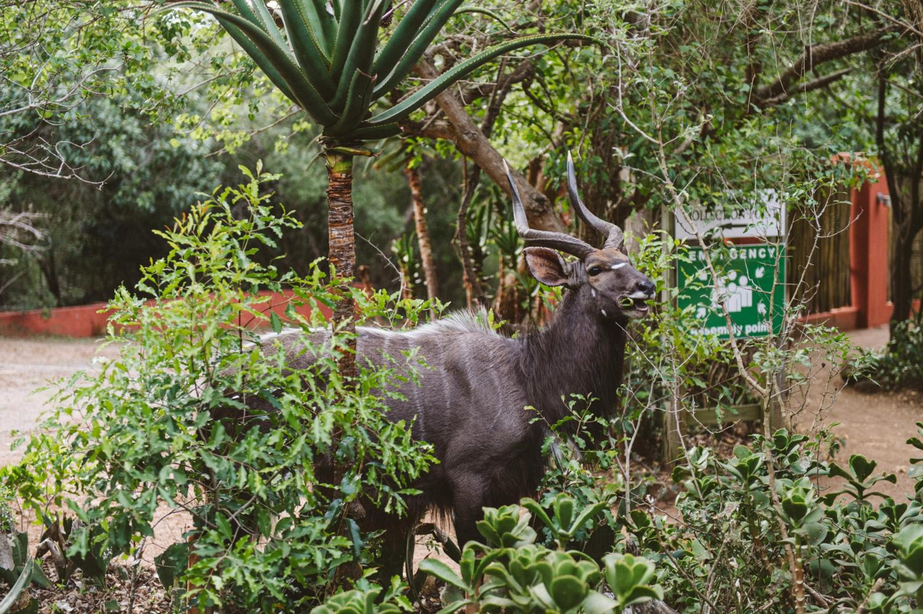 Hluhluwe River Lodge 25/35