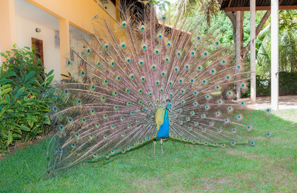 Pousada Paraiso dos Coqueirais 20/50
