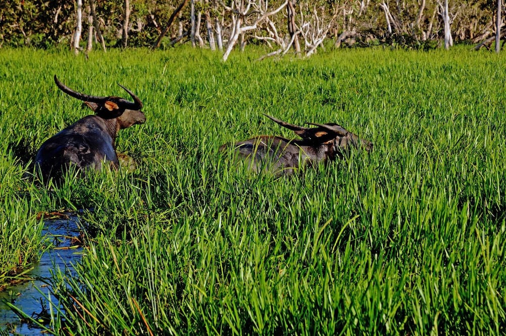 Bamurru Plains 35/44