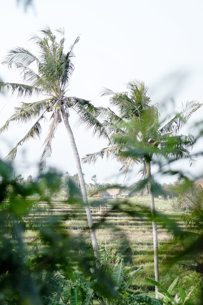 Planta Luxury Boutique Resort 48/56