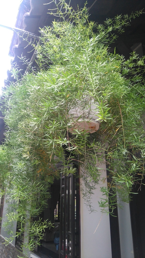 Green Coco Homestay Hoi An 83/91