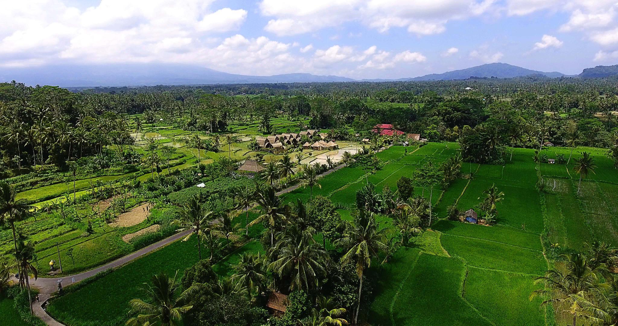 1 Bedroom, Family Suite, 1 Queen and 1 Single Bed, Garden View, Rice Field View