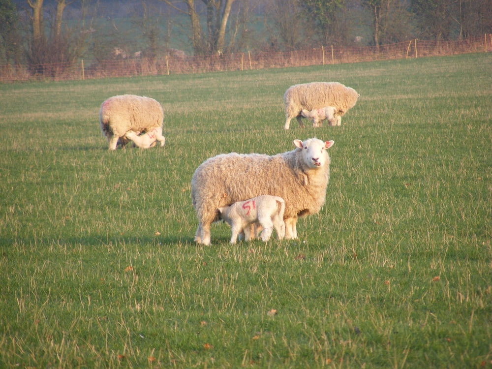Marshwood Farm B&B And Shepherds Hut 21/33