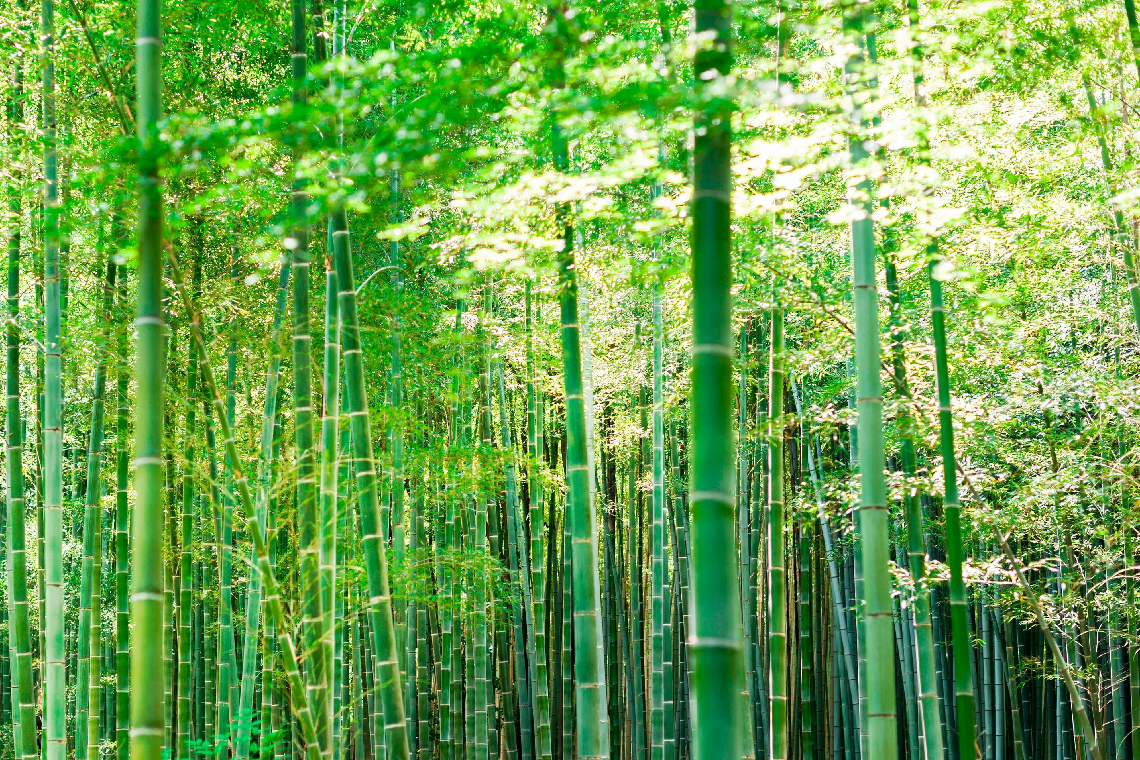 Suiran, a Luxury Collection Hotel, Kyoto 15/22