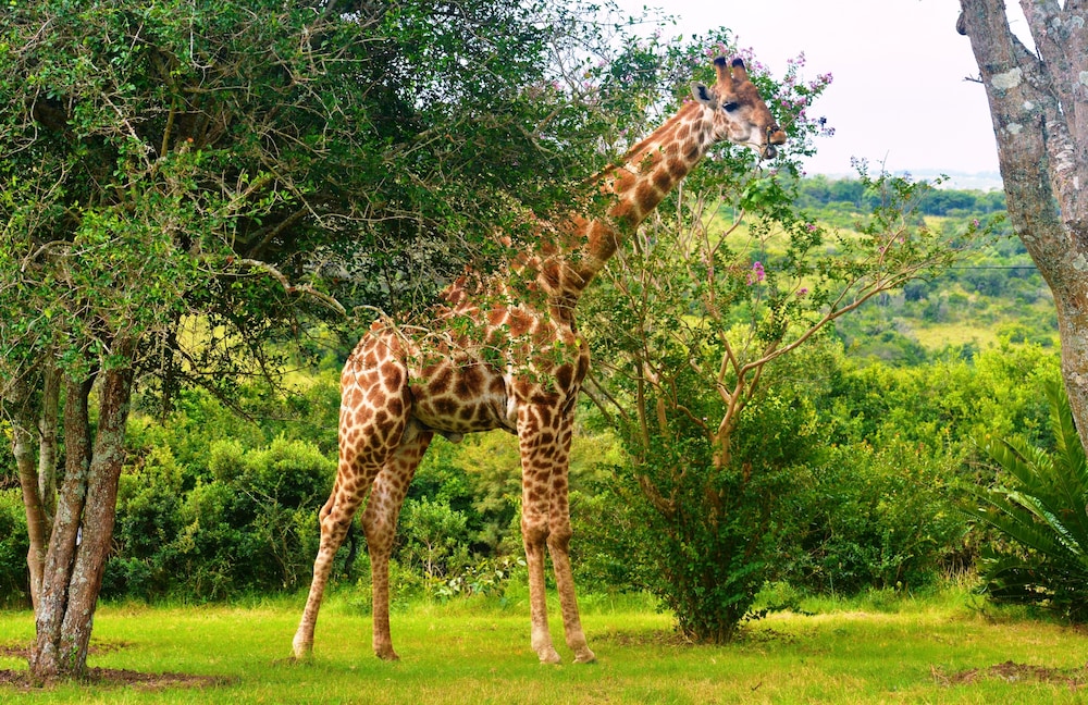 PREMIER RESORT MPONGO PRIVATE GAME RESERVE 27/50