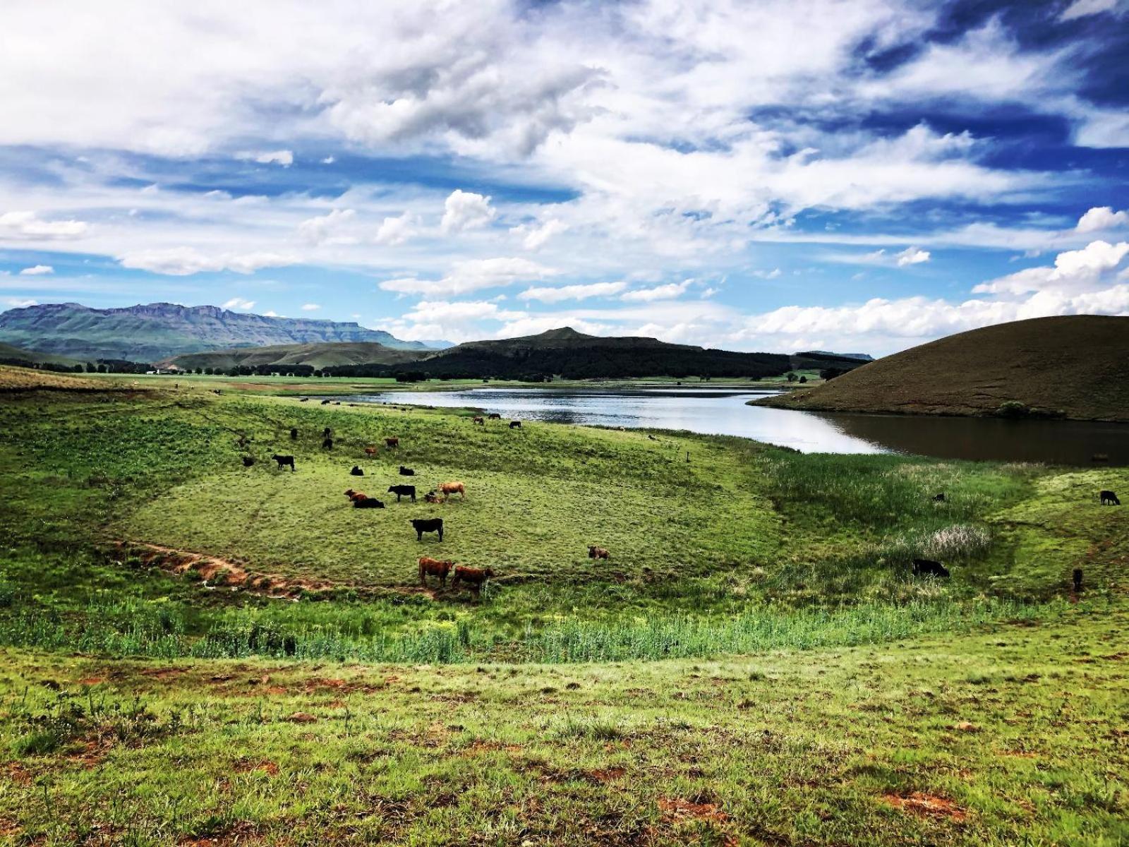 Lake Glencairn 34/50