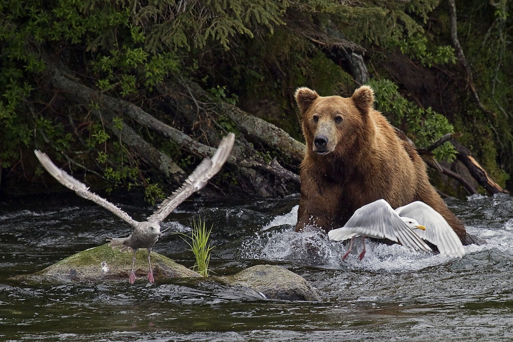 Alaska Adventure Unlimited Chalets 18/42