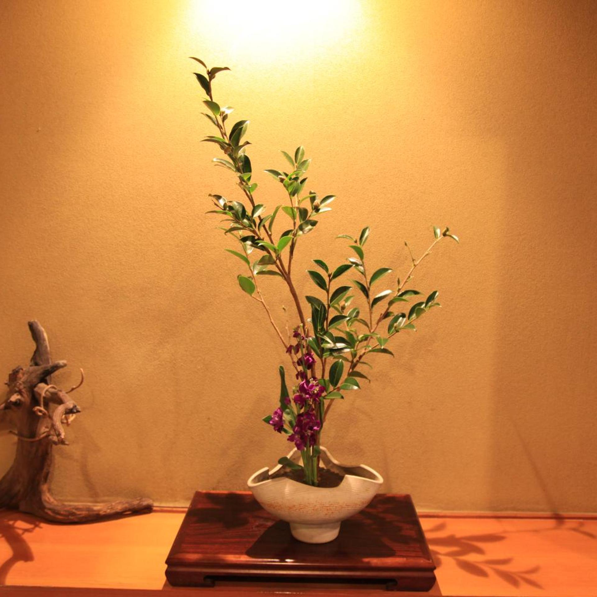 Hotel New Kotobuki 6/50