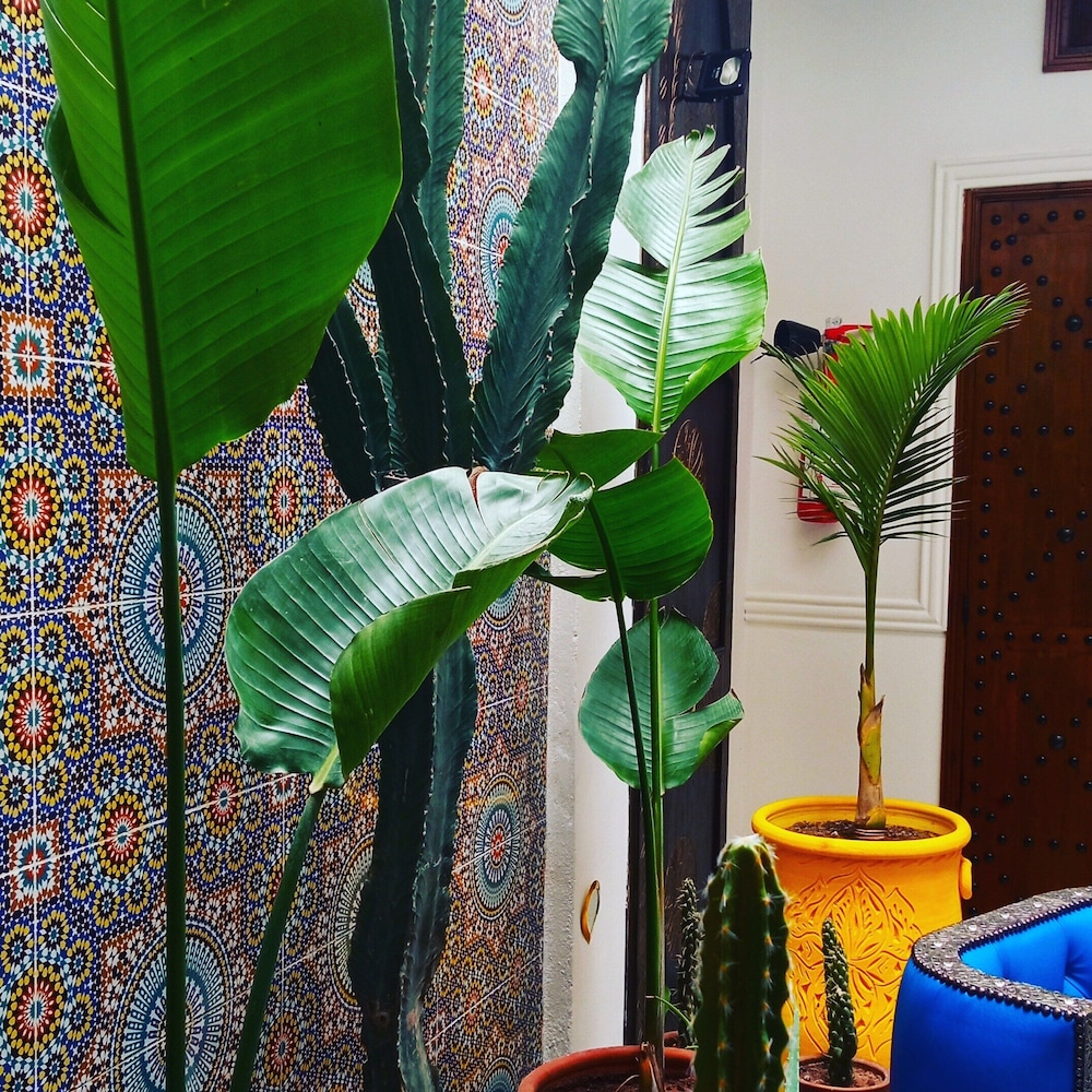 Riad Heklek 38/50