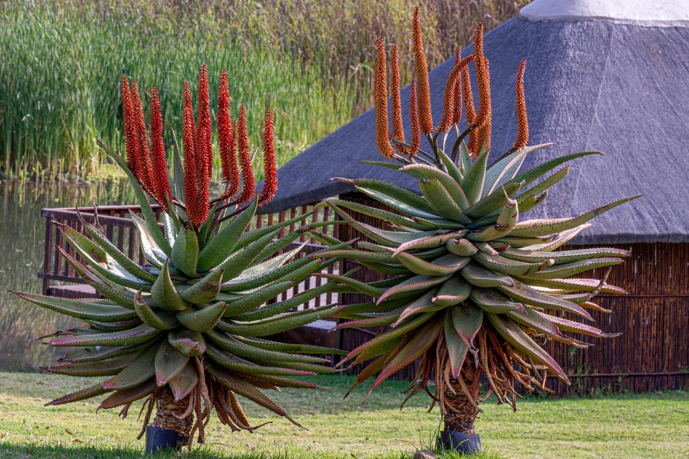 Rooiberg Lodge 36/50