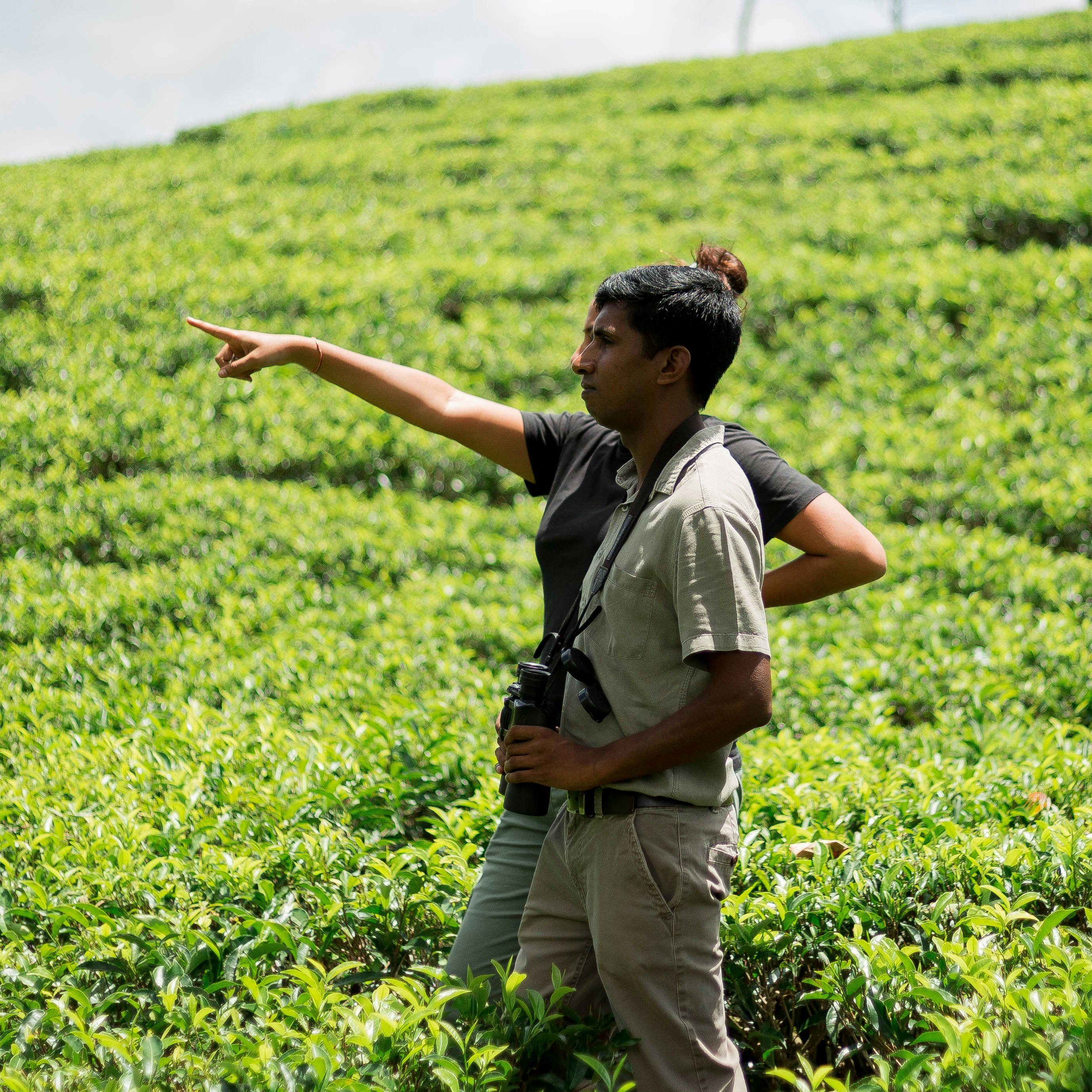 Tea Trails 21/43