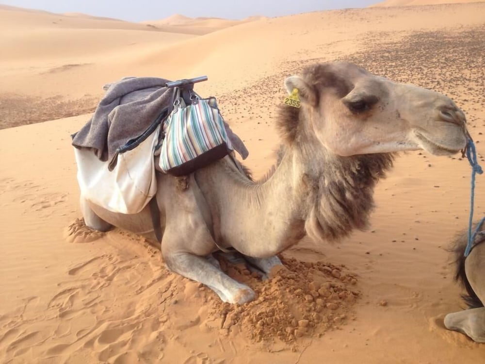 Mama Merzouga Camp 33/50