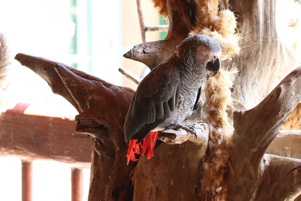 Ukuthula Bush Lodge 35/38