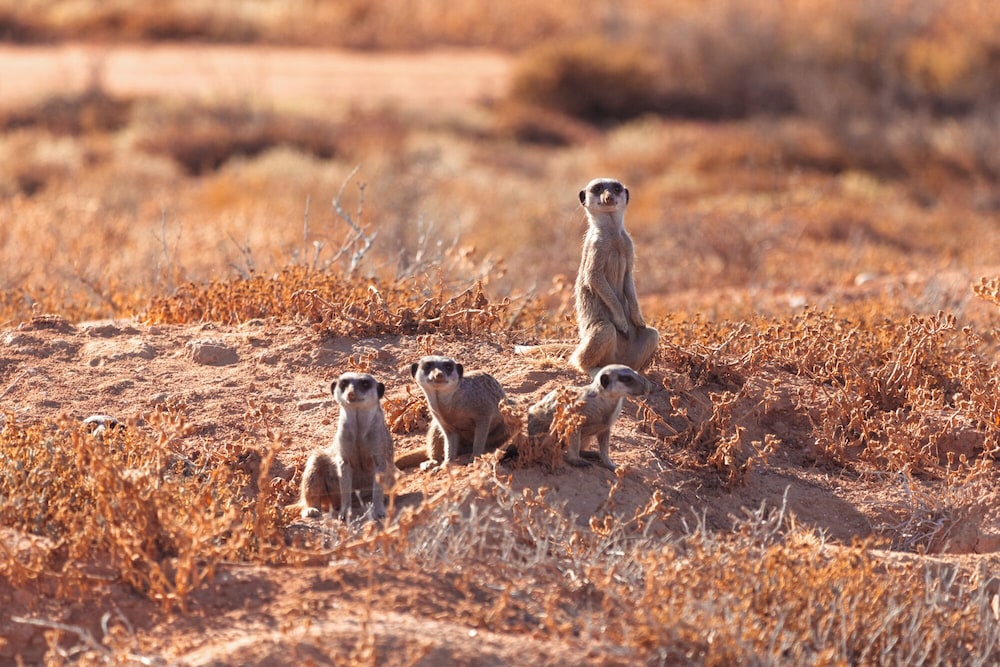Africamps Klein Karoo 31/37