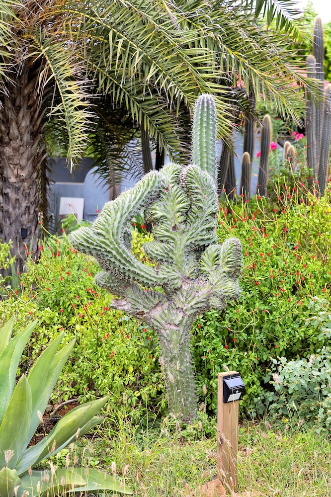 Red Palm Village 36/50