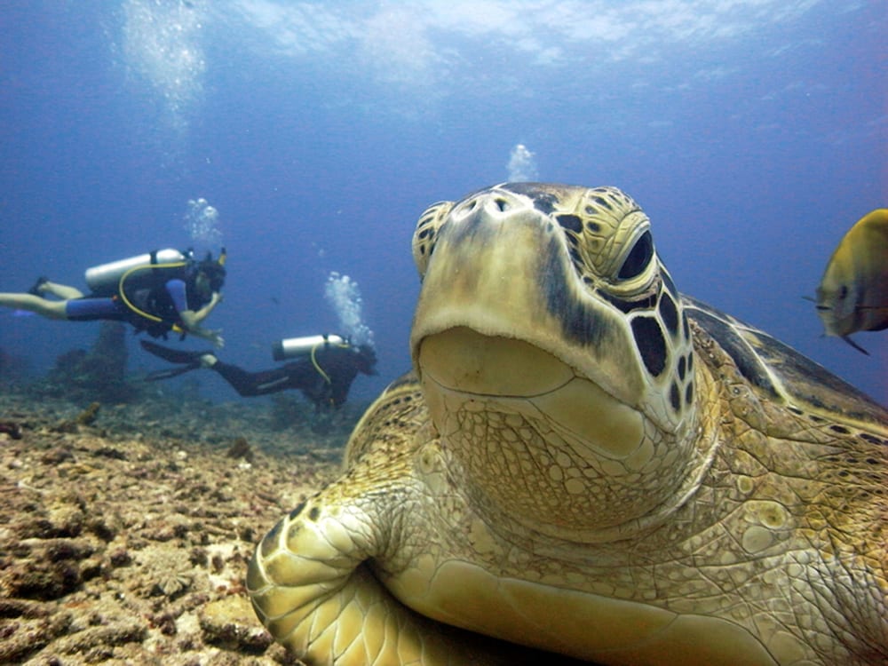 Manta Dive Resort Gili Air 55/63