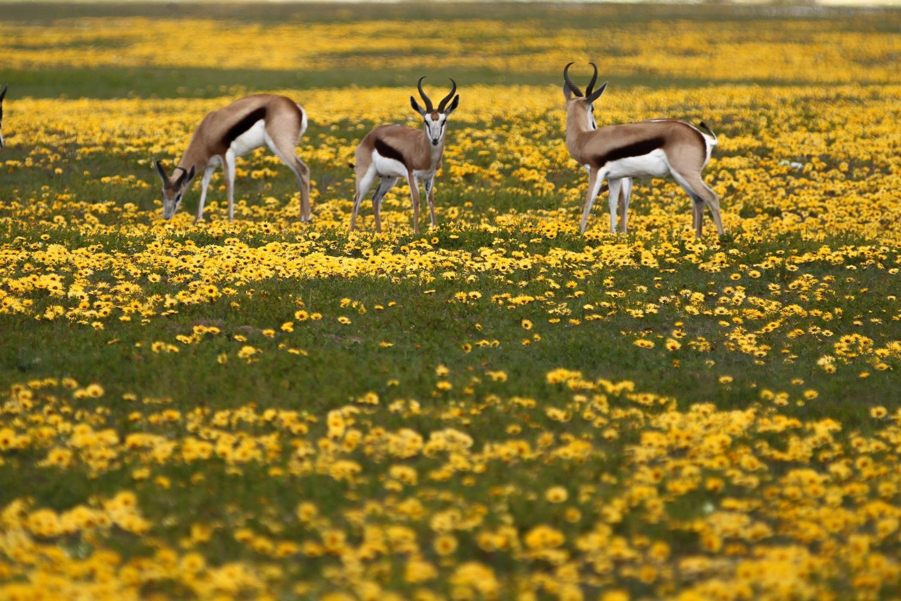 Thali Thali Game Lodge 33/50