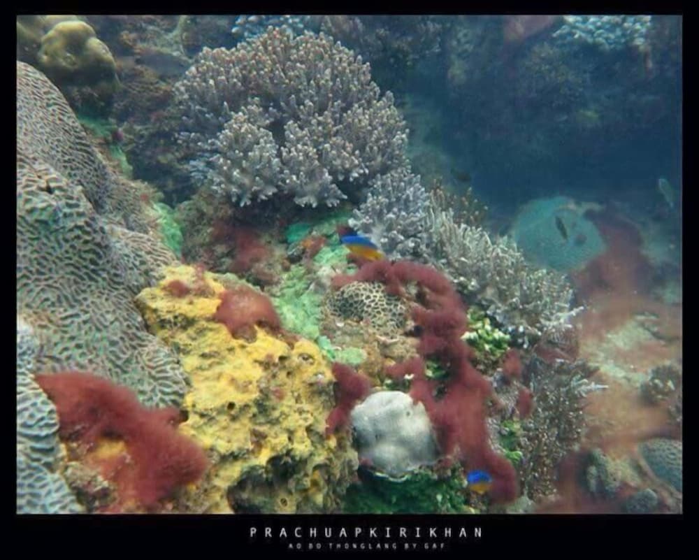 Greenseaviewresort Bangsaphan 48/50