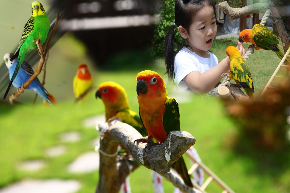 Forest Of Color Pension 18/50