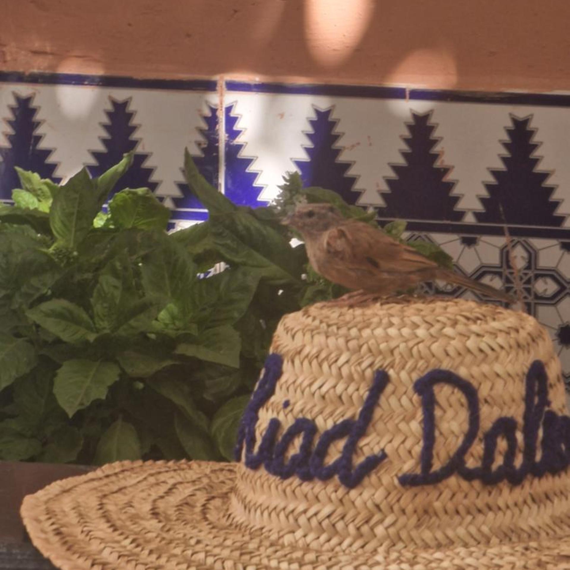 RIAD DALIA 31/43