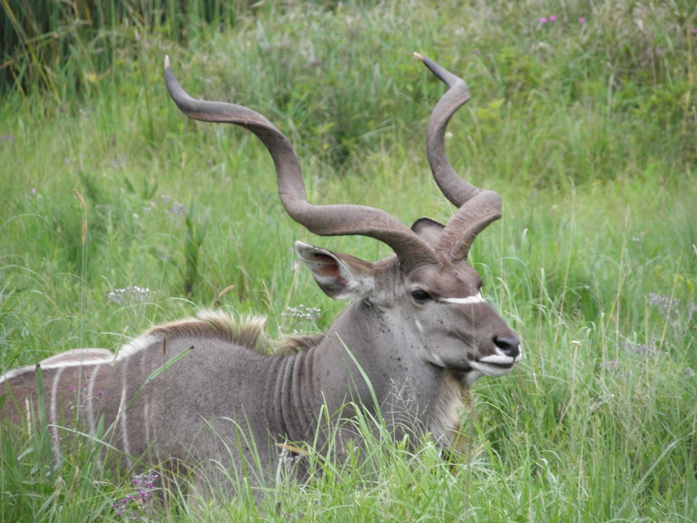 Doringpoort Safari Lodge(PTY)LTD 35/50