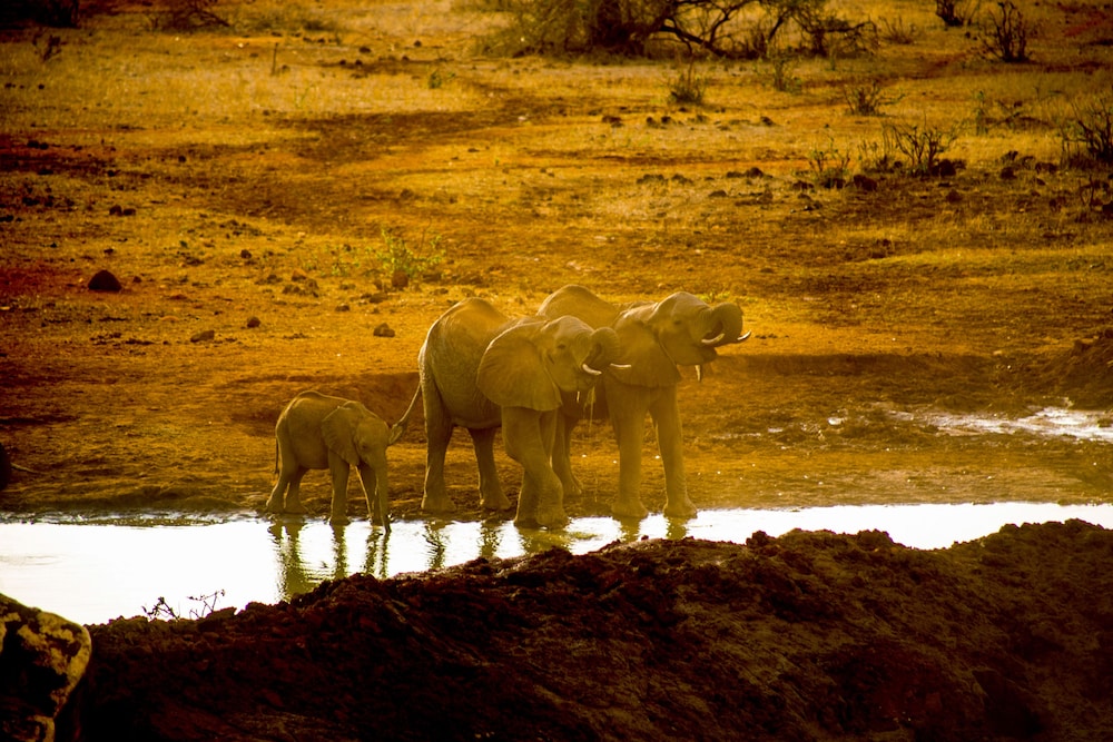 Kilaguni Serena Safari Lodge 43/50