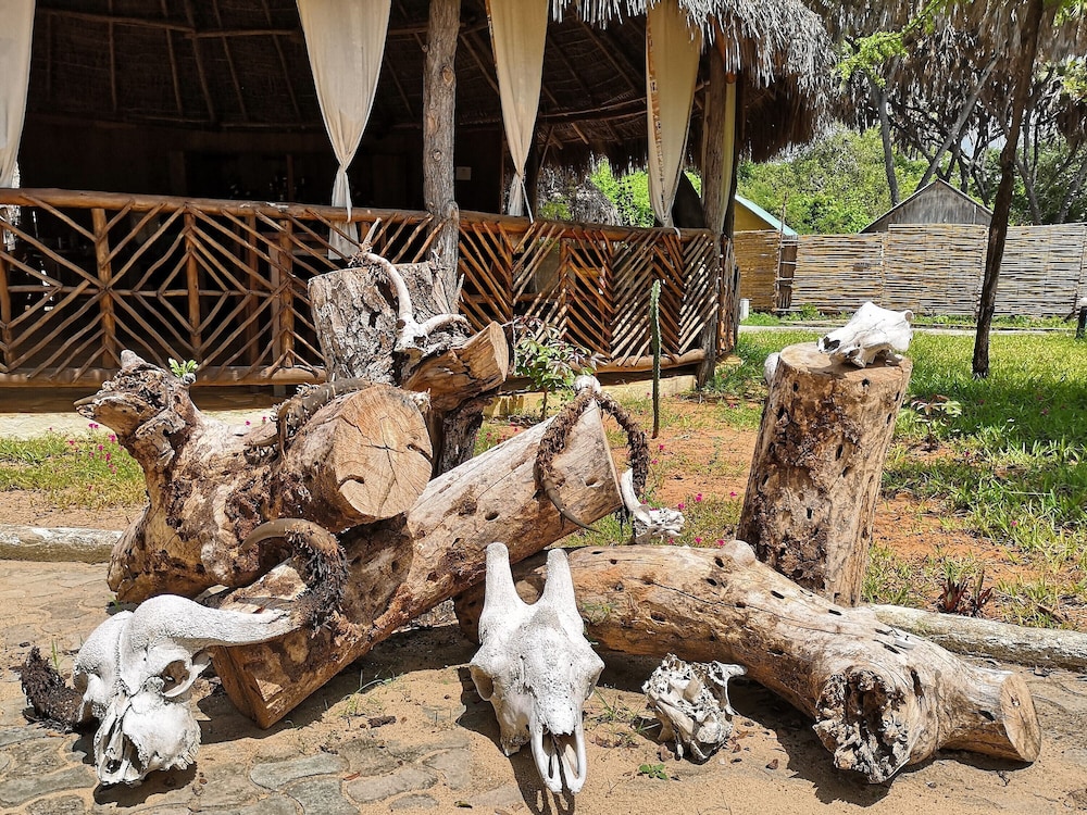 Africa Safari Camp 35/50