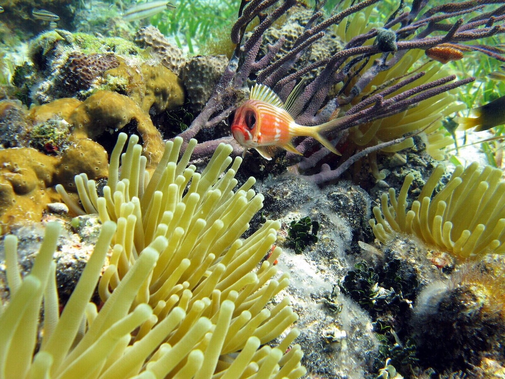Windsong On The Reef 78/82