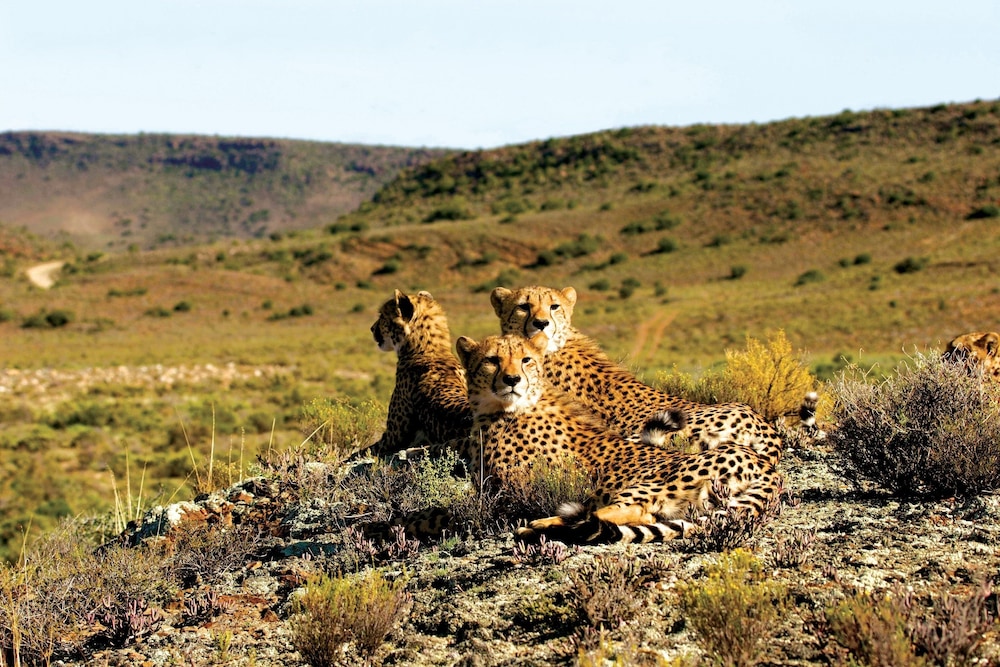 Sanbona Wildlife Reserve 34/50