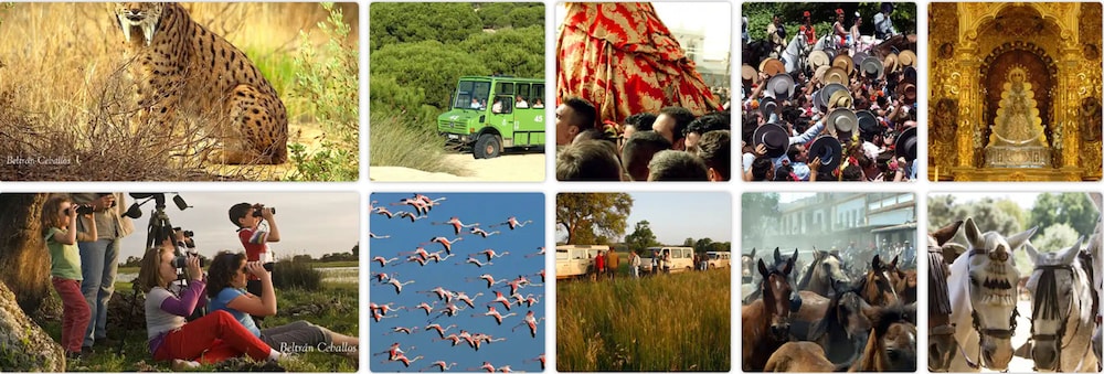 Ardea Purpurea 6/50