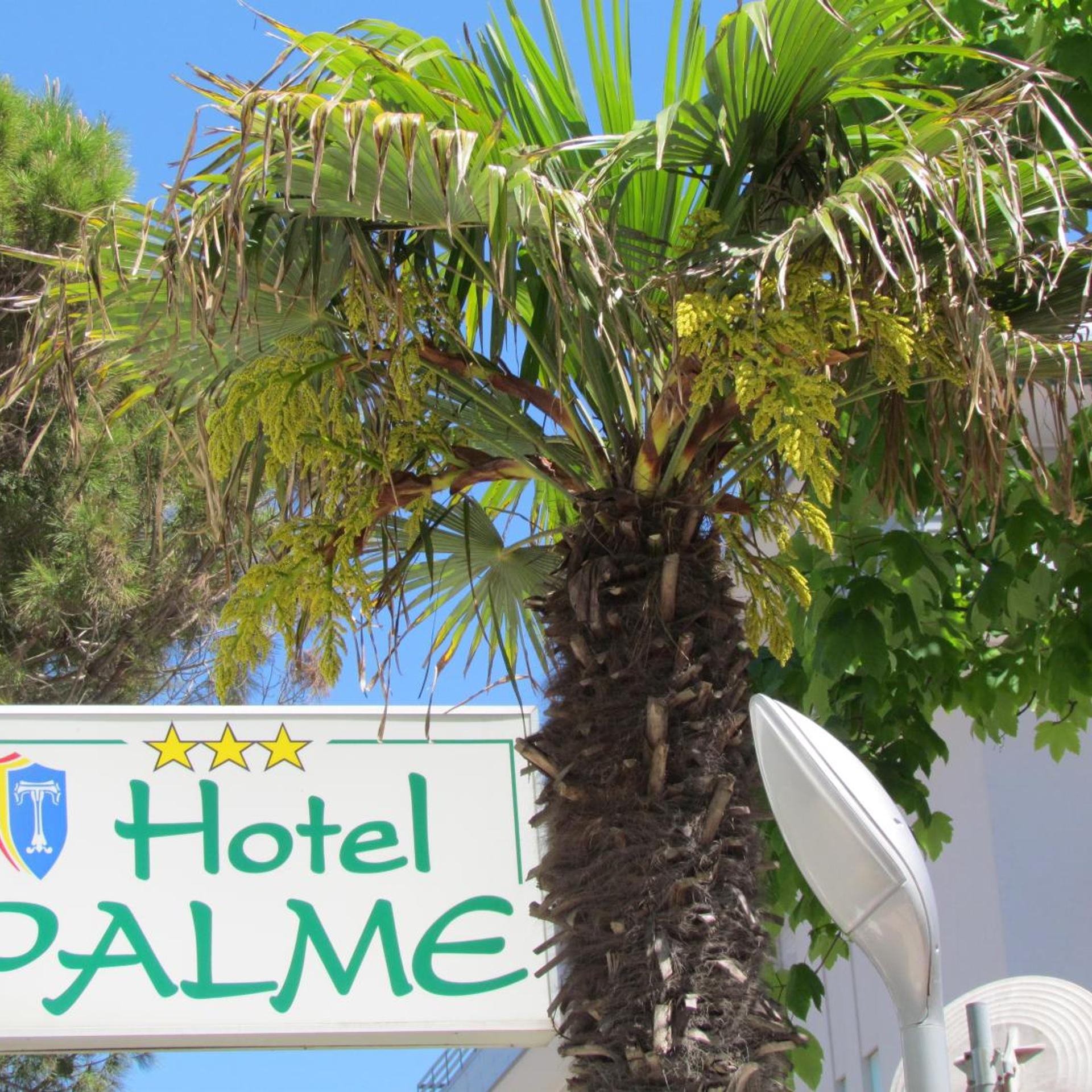 Palme 38/48