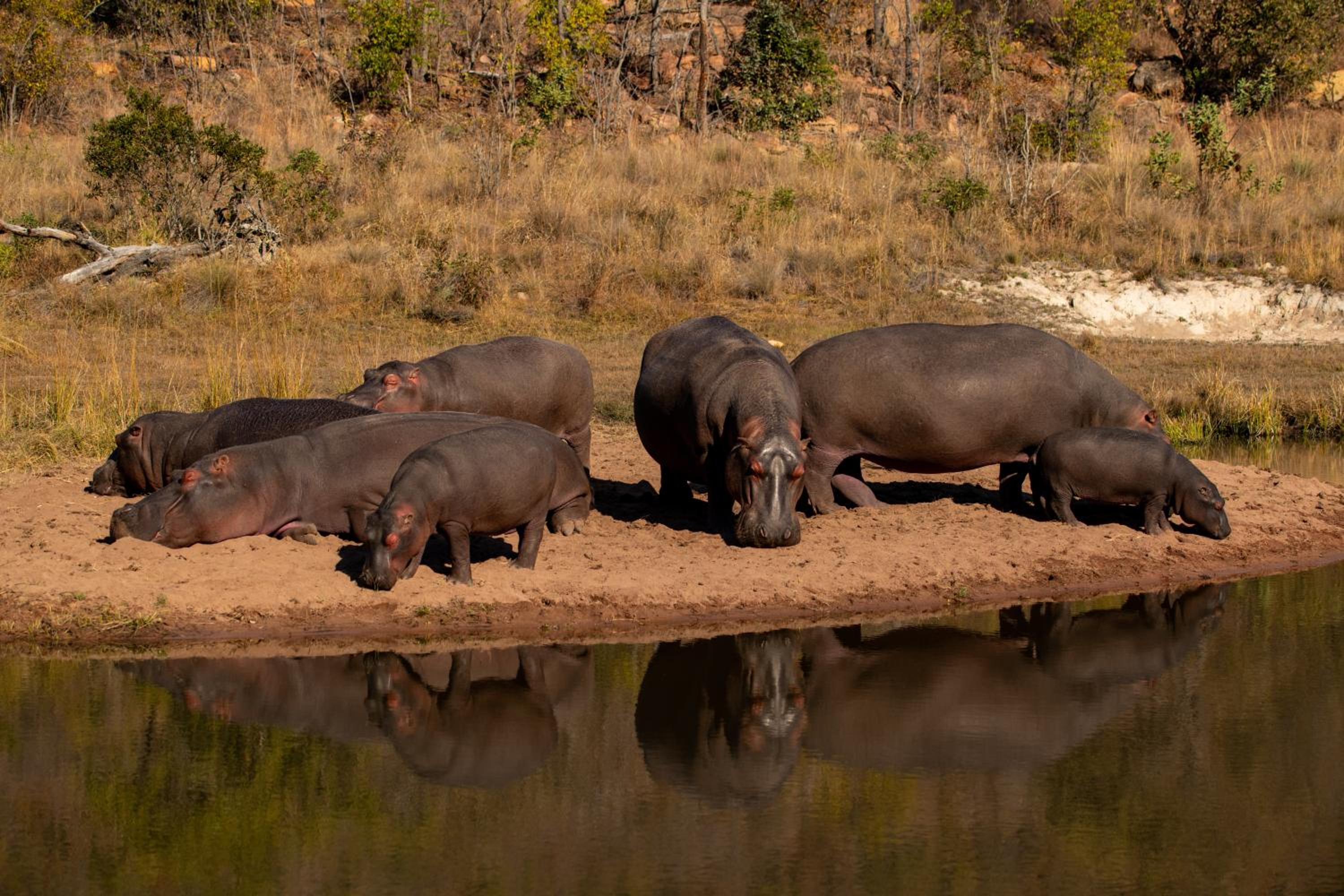 Elephants Crossing 32/50