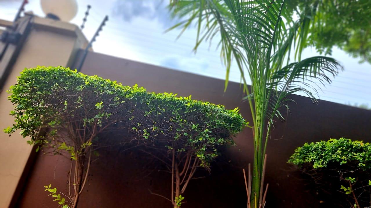 Palm Inn Guesthouse 24/30