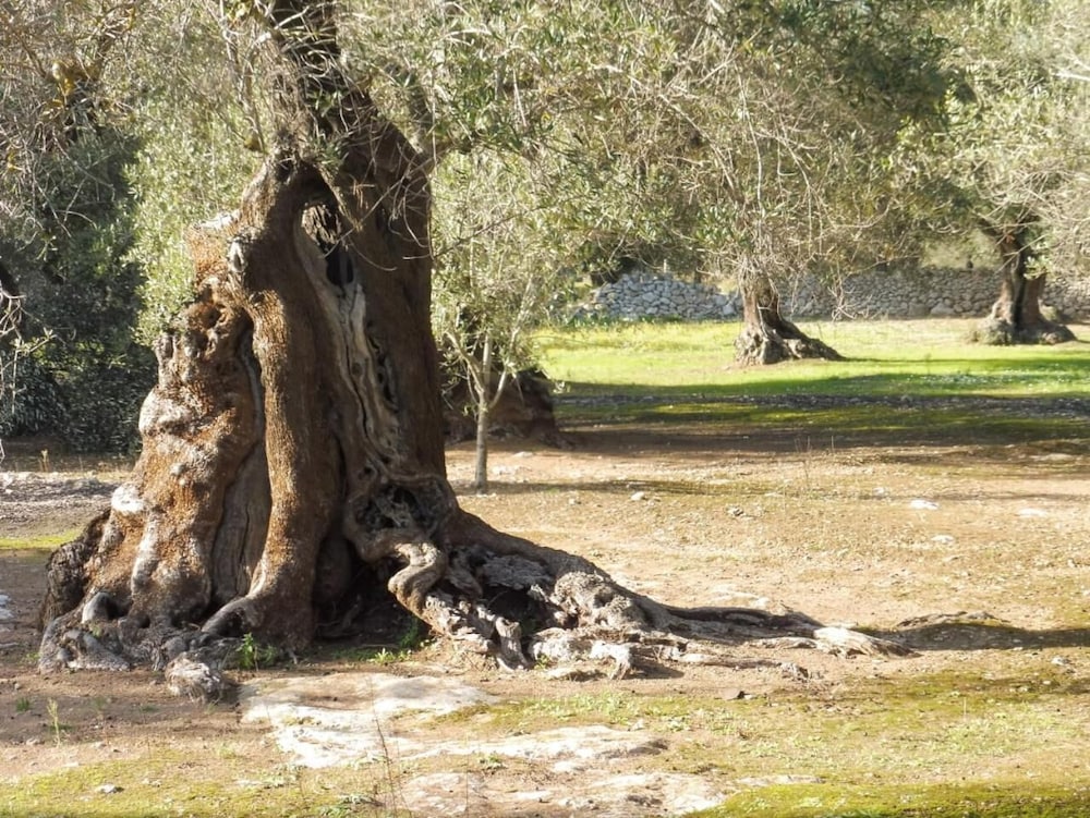 Masseria Bagnara 26/50