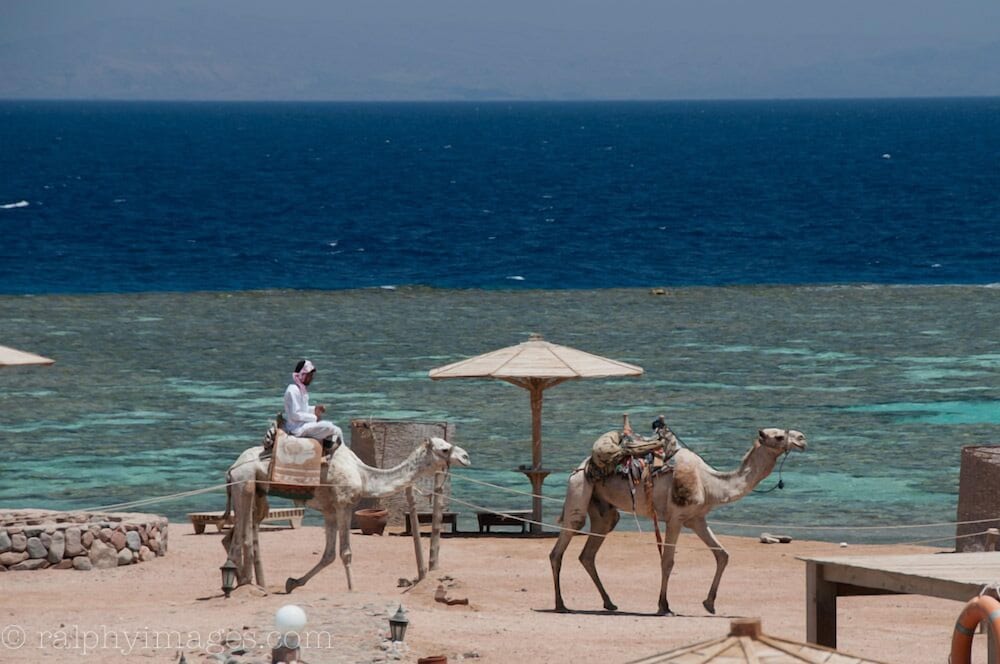 Daniela Village Dahab 39/50