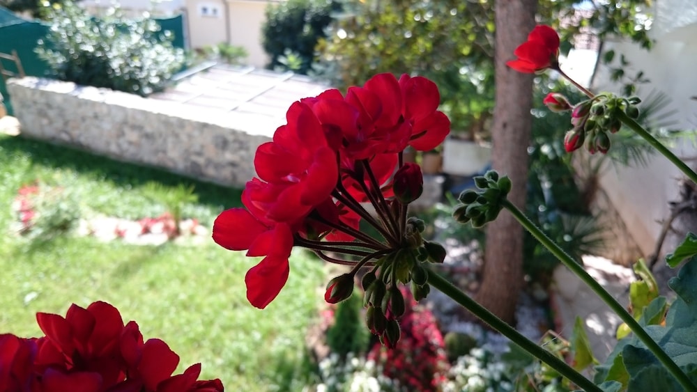 Villa Roses Apartments & Wellness 35/50