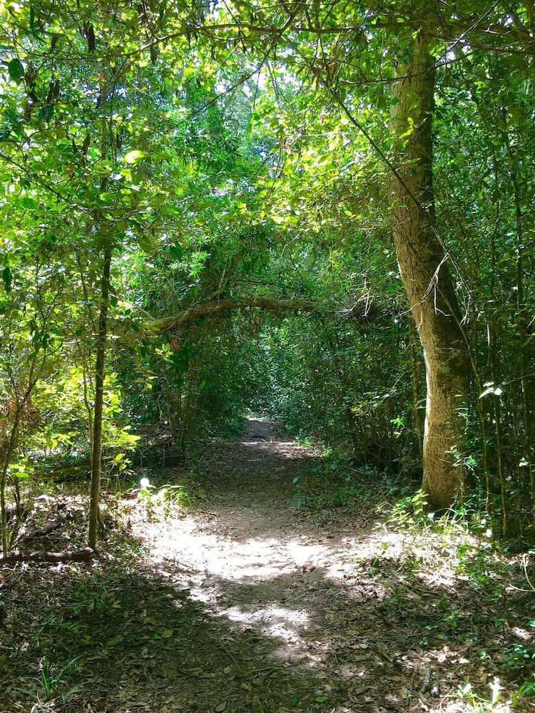 Forest Edge 33/50