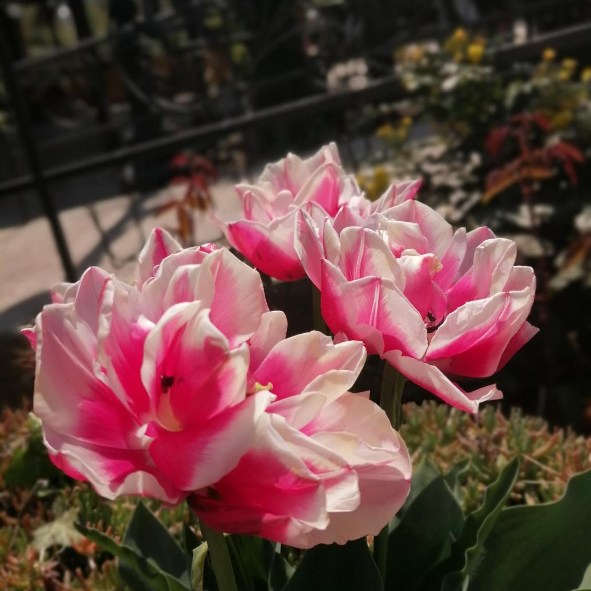 Trakia Garden photo5