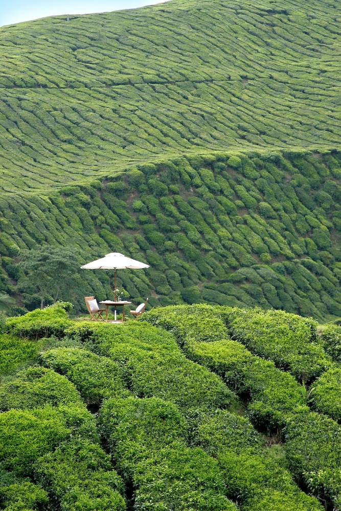 CAMERON HIGHLANDS RESORT 29/74