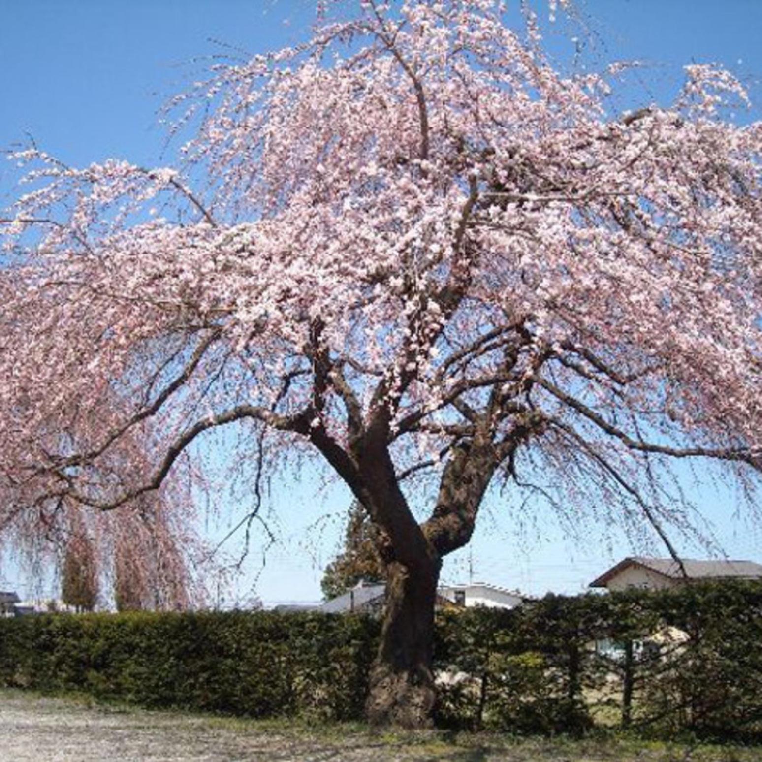 Kyukamura Norikura-Kogen 45/51