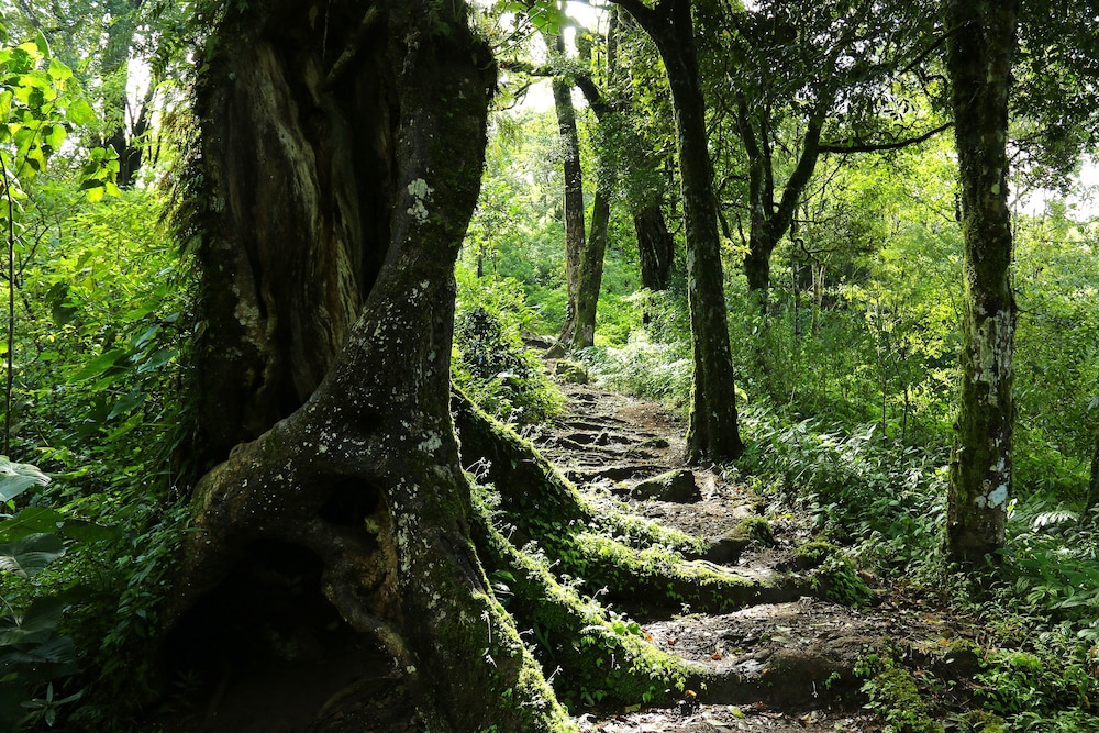Nature Zone Resort 29/42