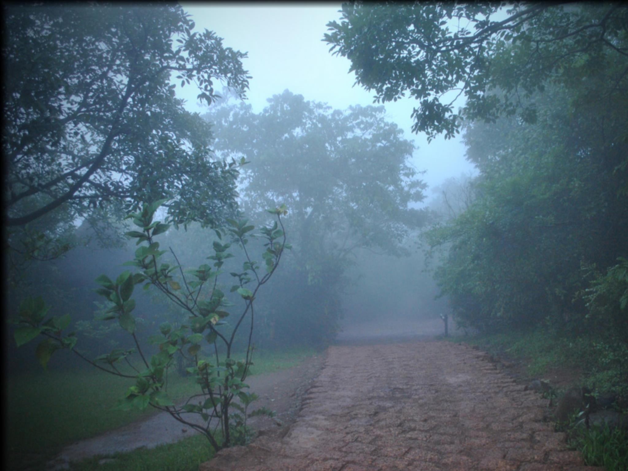 WILDERNEST NATURE RESORT 17/24