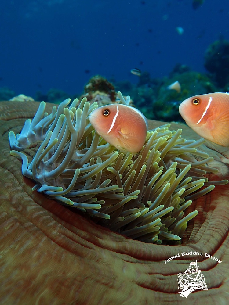 アラミ リゾート&レストラン 写真5