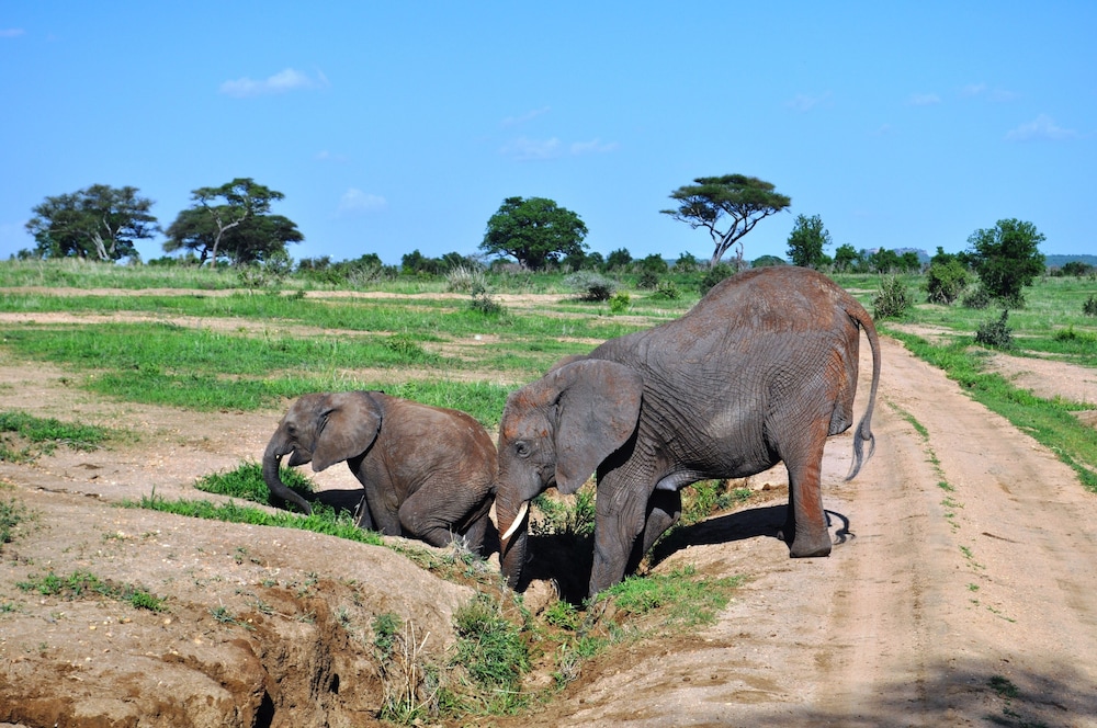 Balloon Camp Tarangire 25/31