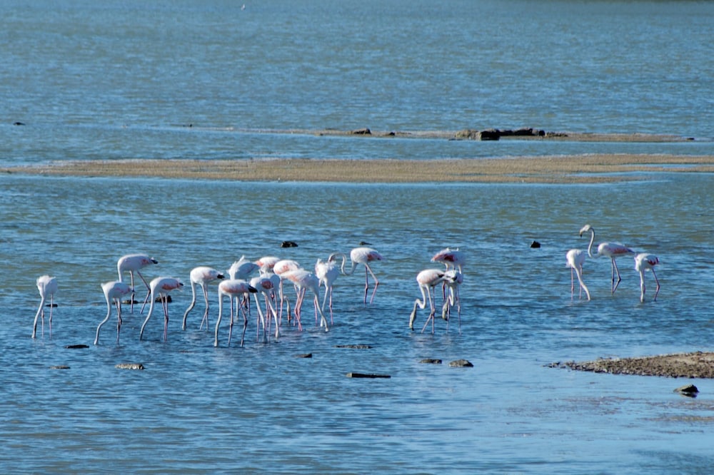Laguna Dei Fenici 56/61