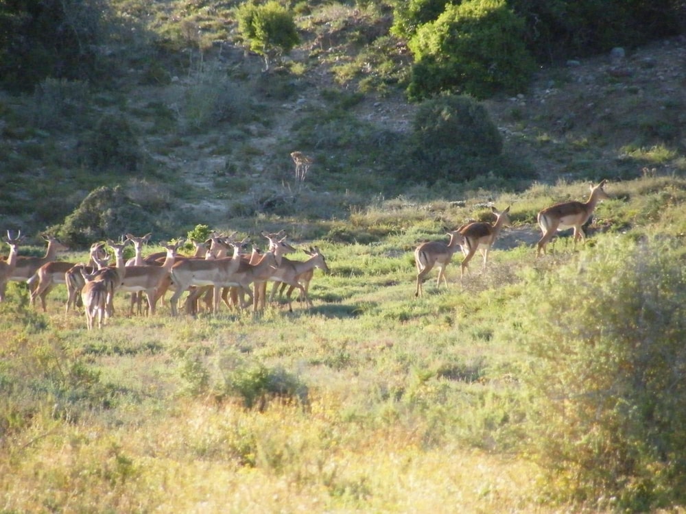 Kudu Ridge Game Lodge 31/41