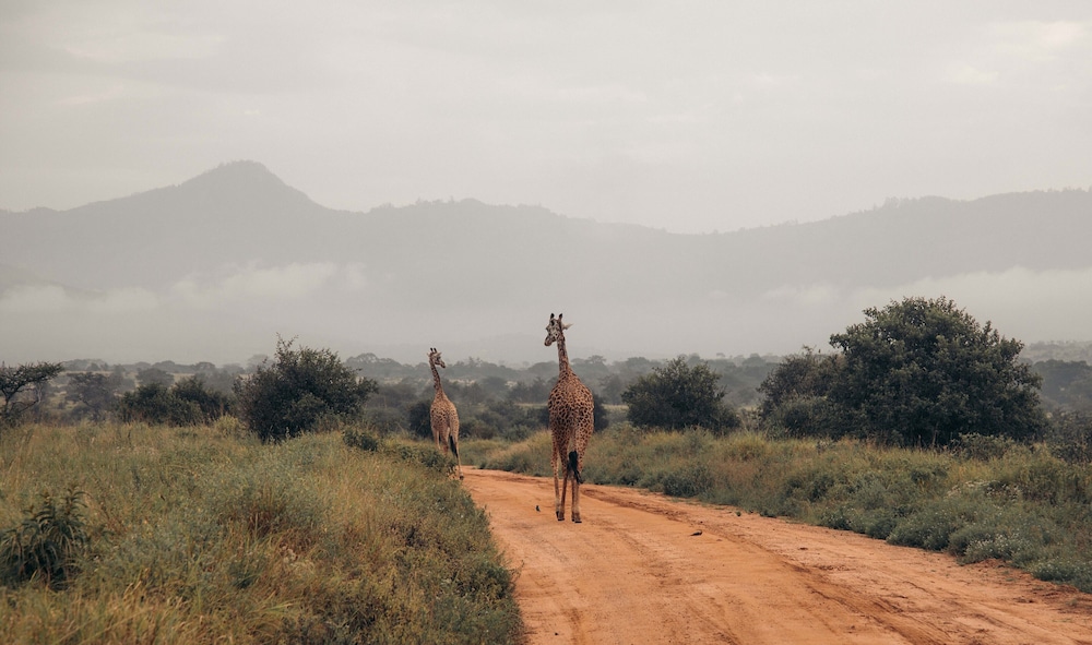 Taita Hills Safari Resort And Spa 51/63