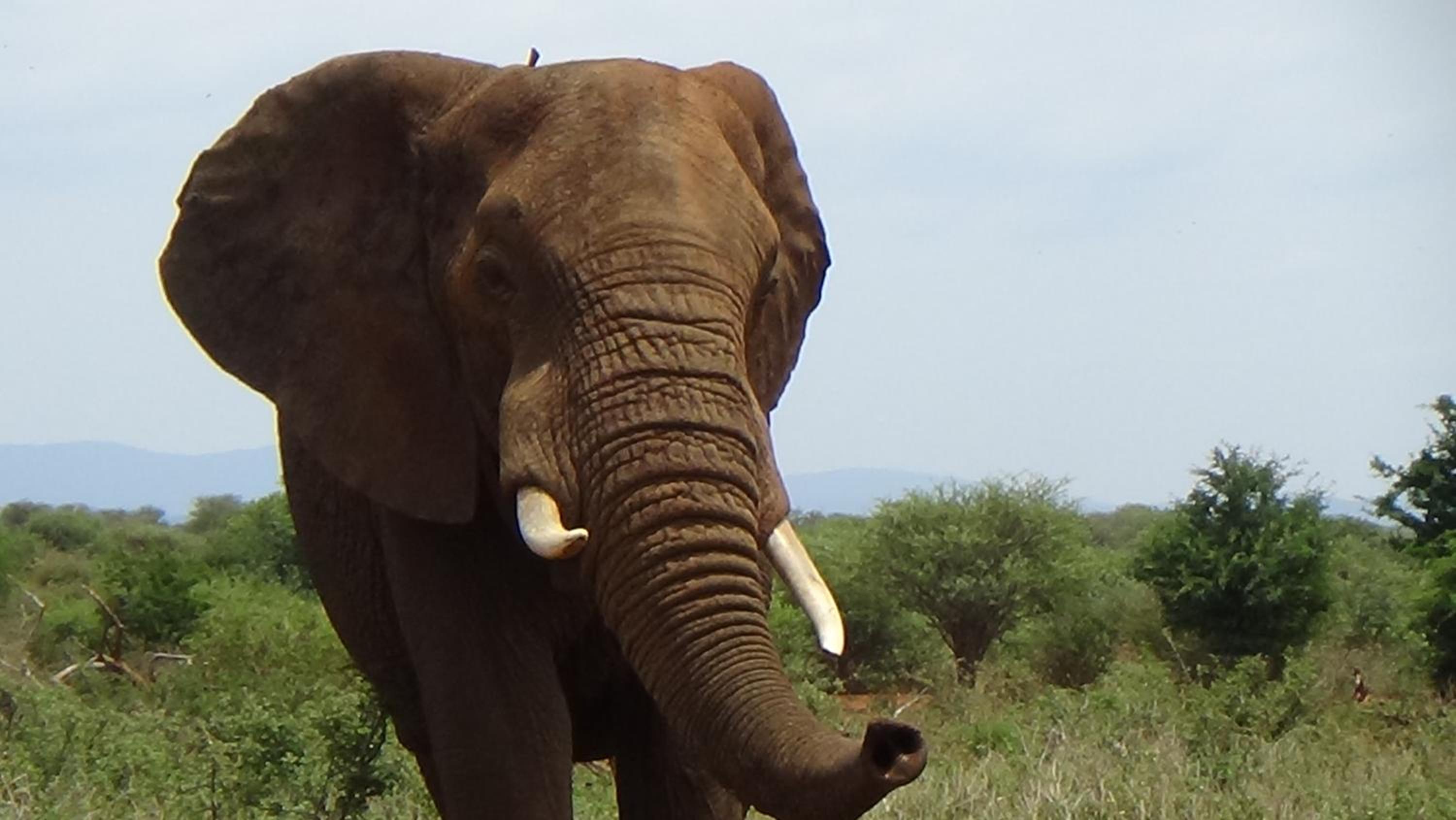 White Elephant Safari Lodge 17/21