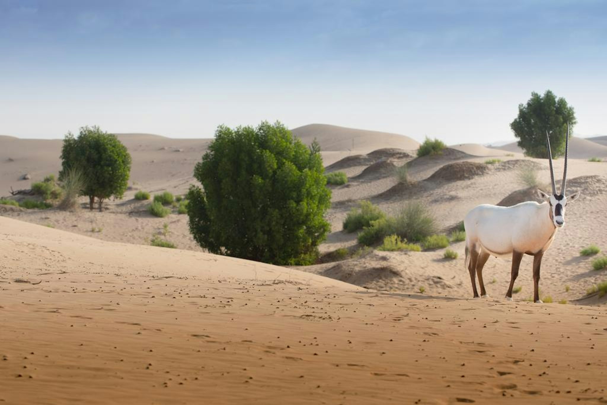 Telal Resort Al Ain 48/50