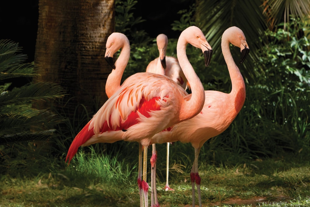 Flamingo Las Vegas Hotel and Casino 57/84